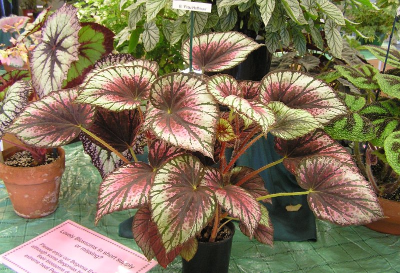 B. ‘Frau Hoffman’
